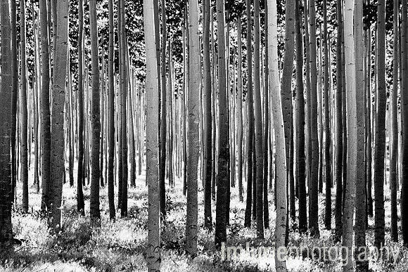 Landscape (1 of 14)